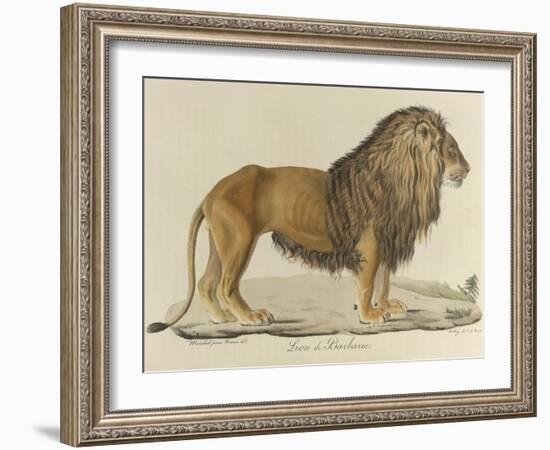 a Barbary Lion-null-Framed Giclee Print