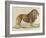 a Barbary Lion-null-Framed Giclee Print