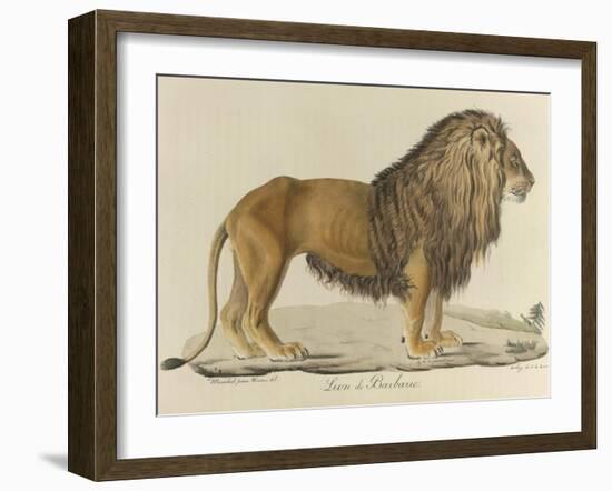 a Barbary Lion-null-Framed Giclee Print