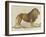 a Barbary Lion-null-Framed Giclee Print