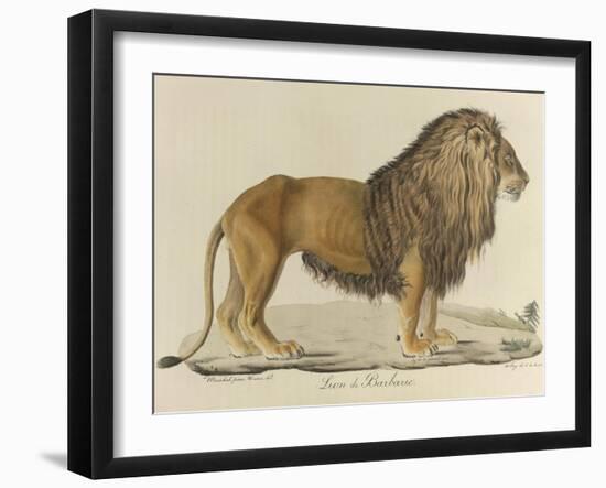 a Barbary Lion-null-Framed Giclee Print