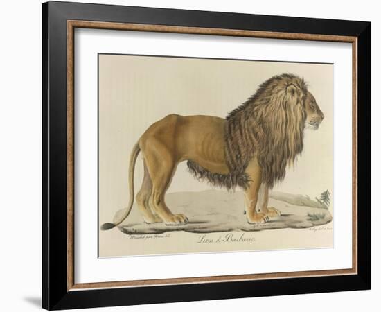 a Barbary Lion-null-Framed Giclee Print