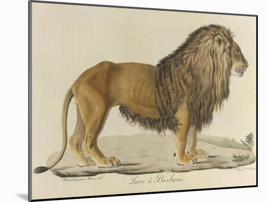 a Barbary Lion-null-Mounted Giclee Print