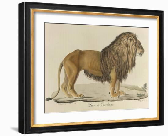 a Barbary Lion-null-Framed Giclee Print