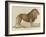 a Barbary Lion-null-Framed Giclee Print