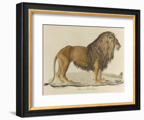 a Barbary Lion-null-Framed Premium Giclee Print