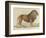 a Barbary Lion-null-Framed Premium Giclee Print