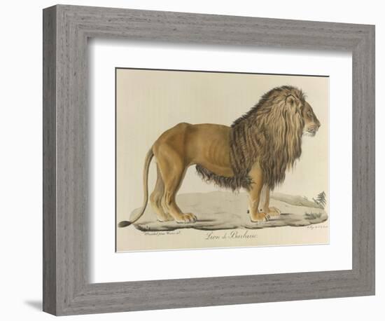 a Barbary Lion-null-Framed Giclee Print