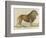 a Barbary Lion-null-Framed Giclee Print