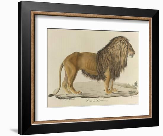 a Barbary Lion-null-Framed Giclee Print