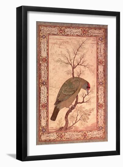 A Barbet (Himalayan Blue-Throated Bird) Jahangir Period, Mughal, 1615-Ustad Mansur-Framed Giclee Print