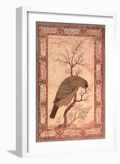 A Barbet (Himalayan Blue-Throated Bird) Jahangir Period, Mughal, 1615-Ustad Mansur-Framed Giclee Print