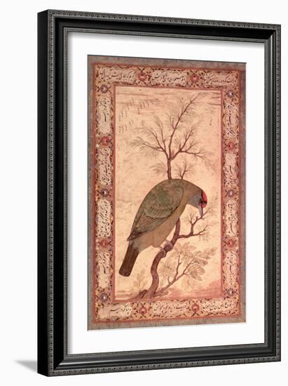 A Barbet (Himalayan Blue-Throated Bird) Jahangir Period, Mughal, 1615-Ustad Mansur-Framed Giclee Print