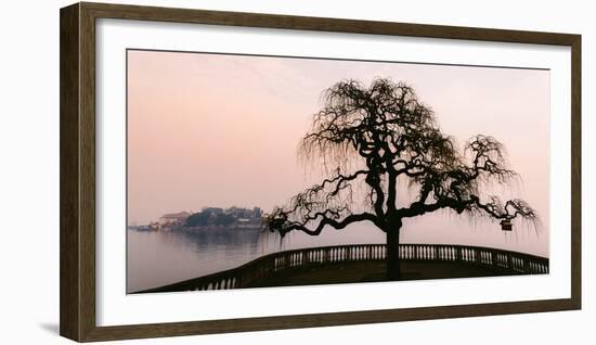 A bare tree at sunset next to Lake Maggiore with Isola Bella in the background, one of Borromeo Isl-Alexandre Rotenberg-Framed Photographic Print