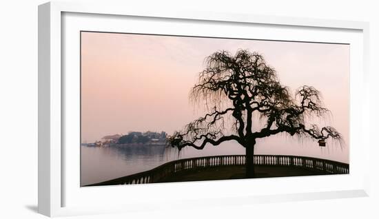 A bare tree at sunset next to Lake Maggiore with Isola Bella in the background, one of Borromeo Isl-Alexandre Rotenberg-Framed Photographic Print