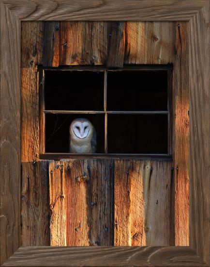 A Barn Owl, Tyto Alba, in the Window of a Barn-Robbie George-Framed Photographic Print