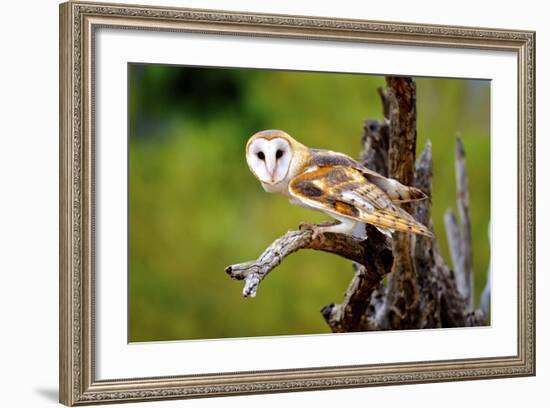 A Barn Owl (Tyto Alba) Perching-Richard Wright-Framed Photographic Print