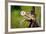 A Barn Owl (Tyto Alba) Perching-Richard Wright-Framed Photographic Print