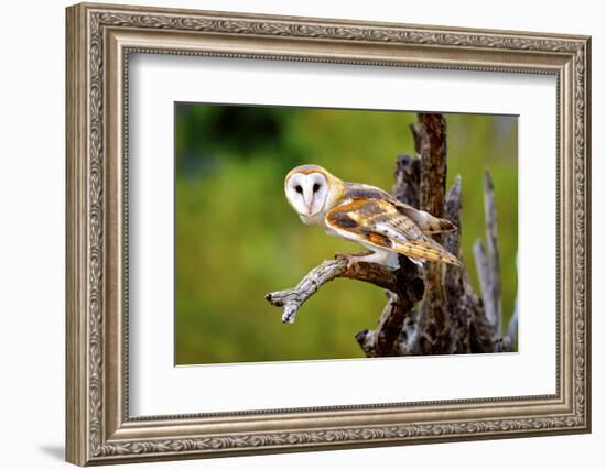 A Barn Owl (Tyto Alba) Perching-Richard Wright-Framed Photographic Print