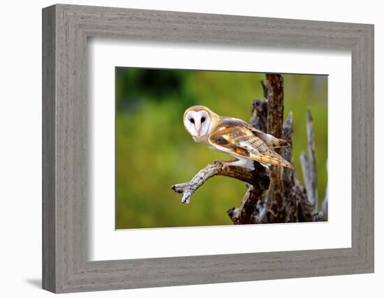 A Barn Owl (Tyto Alba) Perching-Richard Wright-Framed Photographic Print