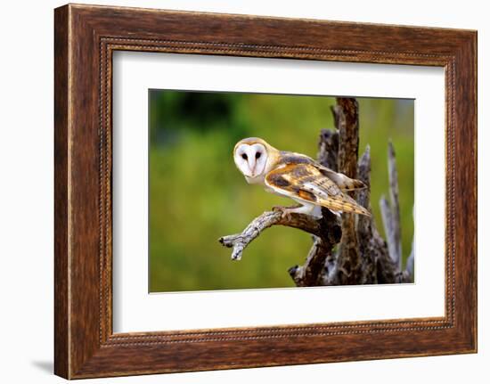 A Barn Owl (Tyto Alba) Perching-Richard Wright-Framed Photographic Print