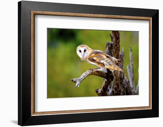 A Barn Owl (Tyto Alba) Perching-Richard Wright-Framed Photographic Print