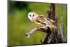 A Barn Owl (Tyto Alba) Perching-Richard Wright-Mounted Photographic Print