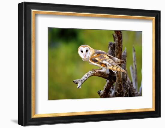 A Barn Owl (Tyto Alba) Perching-Richard Wright-Framed Photographic Print