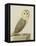 A Barn Owl (Tyto Alba)-Nicolas Robert-Framed Premier Image Canvas