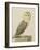 A Barn Owl (Tyto Alba)-Nicolas Robert-Framed Giclee Print