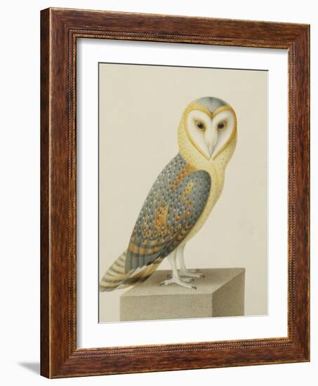 A Barn Owl (Tyto Alba)-Nicolas Robert-Framed Giclee Print