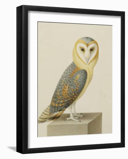 A Barn Owl (Tyto Alba)-Nicolas Robert-Framed Giclee Print