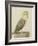 A Barn Owl (Tyto Alba)-Nicolas Robert-Framed Giclee Print