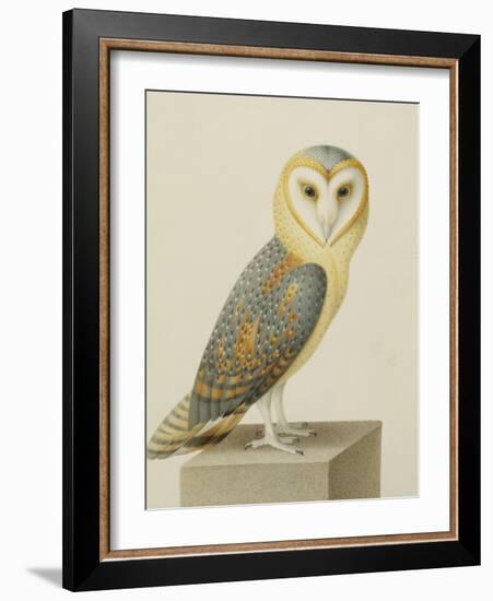 A Barn Owl (Tyto Alba)-Nicolas Robert-Framed Giclee Print