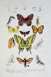 Various Butterflies from "Dictionnaire Elementaire D'Histoire Naturelle"-A. Baron-Framed Giclee Print