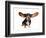 A Basset Hound With Long Flying Ears-graphicphoto-Framed Photographic Print