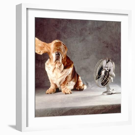 A Basset Who Is Sitting with "Flying" Ears in Front of a Ventilator-Ingo Boddenberg-Framed Photographic Print