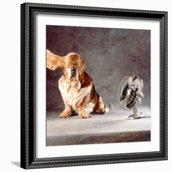 A Basset Who Is Sitting with "Flying" Ears in Front of a Ventilator-Ingo Boddenberg-Framed Photographic Print