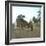 A Bassour, Touggourt (Algeria), Circa 1897-Leon, Levy et Fils-Framed Photographic Print