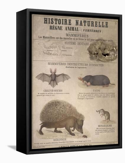 A Bat, Mole and Hedgehog-T. Deyrolle-Framed Premier Image Canvas