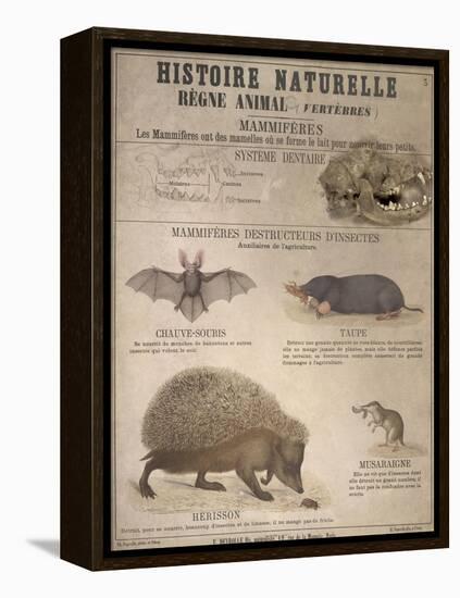 A Bat, Mole and Hedgehog-T. Deyrolle-Framed Premier Image Canvas