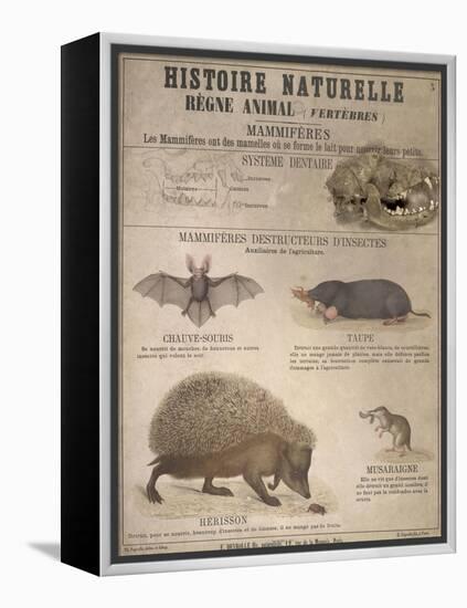 A Bat, Mole and Hedgehog-T. Deyrolle-Framed Premier Image Canvas