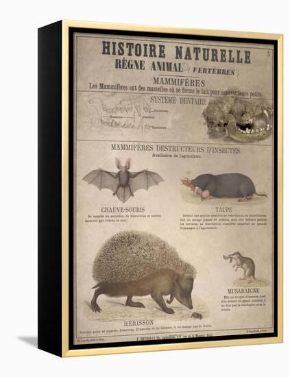 A Bat, Mole and Hedgehog-T. Deyrolle-Framed Premier Image Canvas