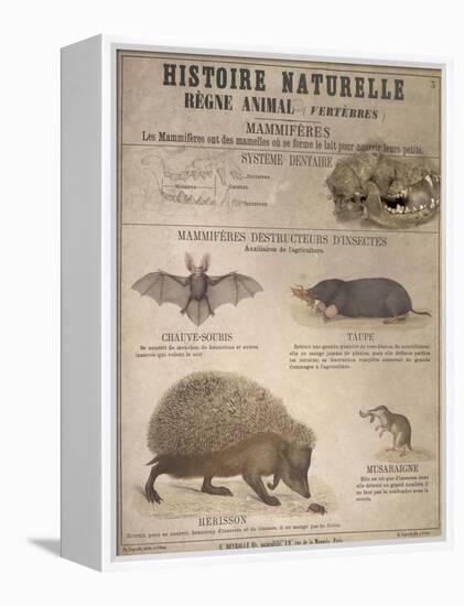 A Bat, Mole and Hedgehog-T. Deyrolle-Framed Premier Image Canvas