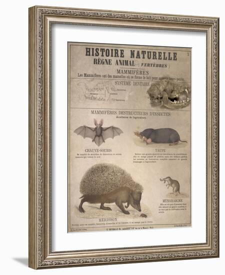 A Bat, Mole and Hedgehog-T. Deyrolle-Framed Giclee Print