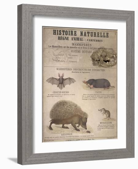 A Bat, Mole and Hedgehog-T. Deyrolle-Framed Giclee Print