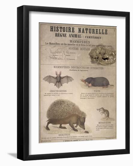 A Bat, Mole and Hedgehog-T. Deyrolle-Framed Giclee Print