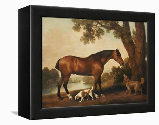 A Bay Hunter, a Springer Spaniel and a Sussex Spaniel, 1782-George Stubbs-Framed Premier Image Canvas