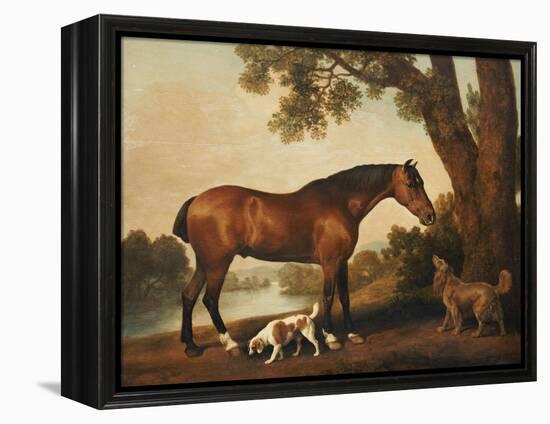 A Bay Hunter, a Springer Spaniel and a Sussex Spaniel, 1782-George Stubbs-Framed Premier Image Canvas