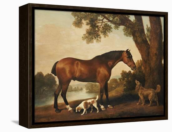 A Bay Hunter, a Springer Spaniel and a Sussex Spaniel, 1782-George Stubbs-Framed Premier Image Canvas